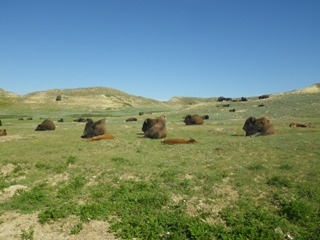 Buffalo